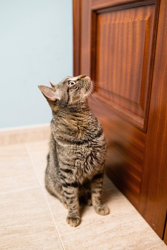 扉の前で座って待つ猫