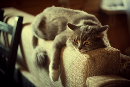 ソファーで伏せる猫