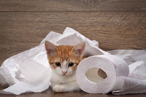 トイレットペーパーで遊んでいる子猫