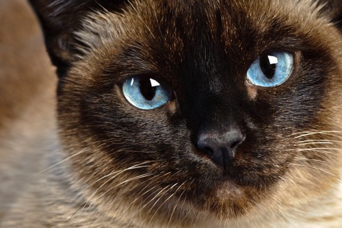 青い目のシャム猫アップ
