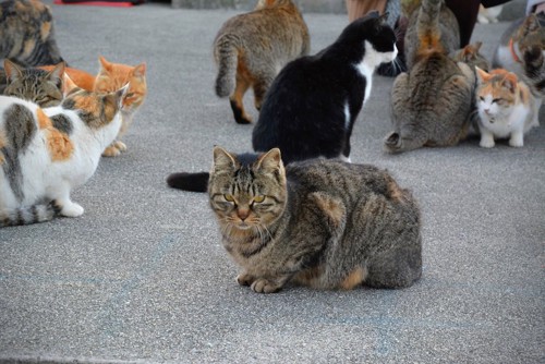 人のそばに集まる青島の猫たち