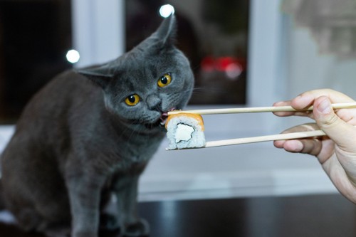 お寿司を食べる猫