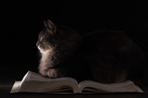 本と猫