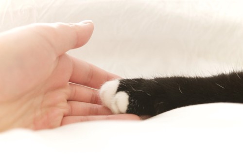 猫と人の手