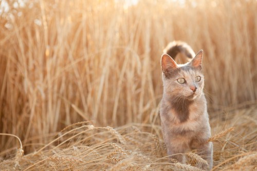 小麦畑と猫
