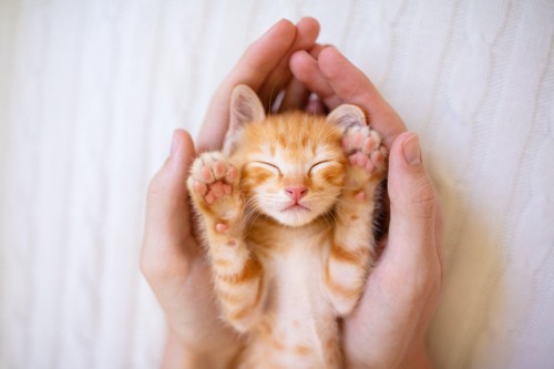 手のひらの上で眠る子猫