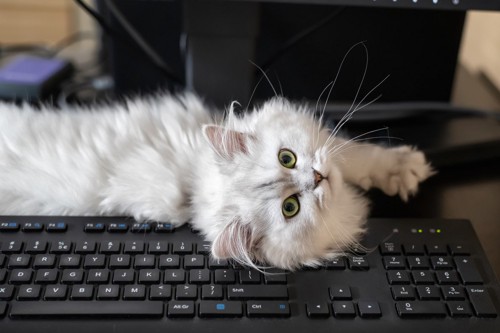 パソコンの上でこちらを見る猫