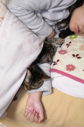 飼い主の腕枕で眠る二匹の猫