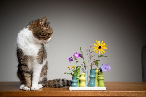 猫と花瓶