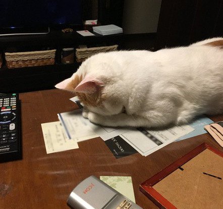 テーブルの上ですまん寝をする猫
