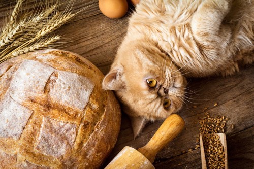 ネコと色々なパン