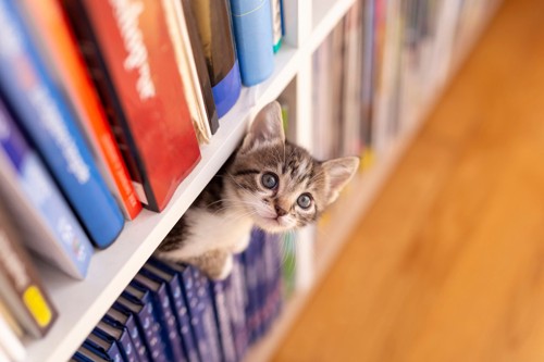 本棚の隙間に入っている猫