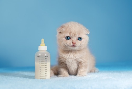 子猫のスコティッシュフォールドと哺乳瓶