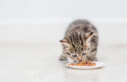 ご飯を食べる子猫