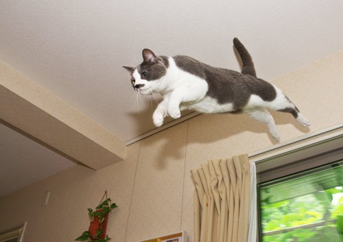 高い場所から飛び降りる猫