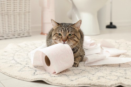 トイレットーペーパーで遊ぶ猫