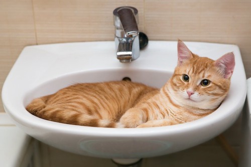 洗面台の中でくつろぐ猫