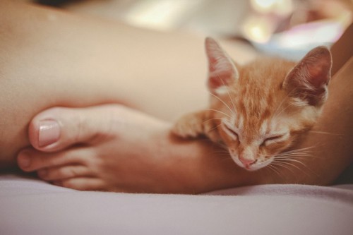 足の上で眠る子猫