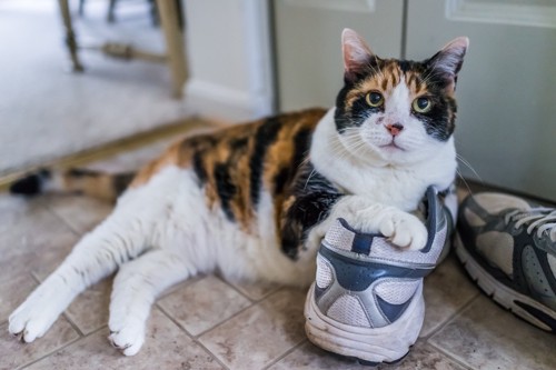 靴に前足を乗せる猫