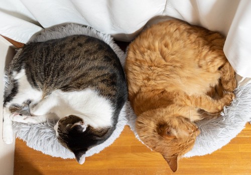猫ベッドに眠る二匹の猫