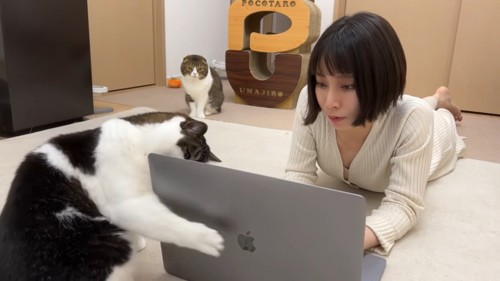 パソコンに前足を伸ばす猫