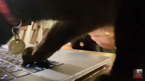 PCを踏む黒猫