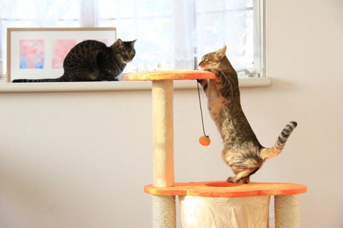 キャットタワーで遊ぶ猫達