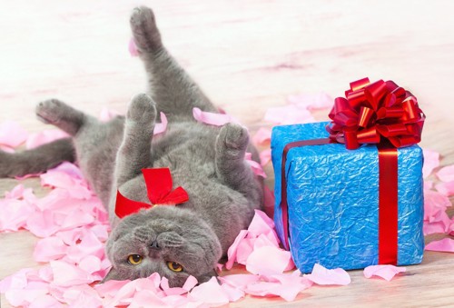 プレゼントの横に寝転ぶ猫