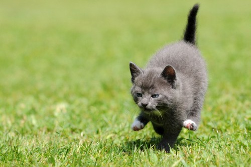 走る子猫