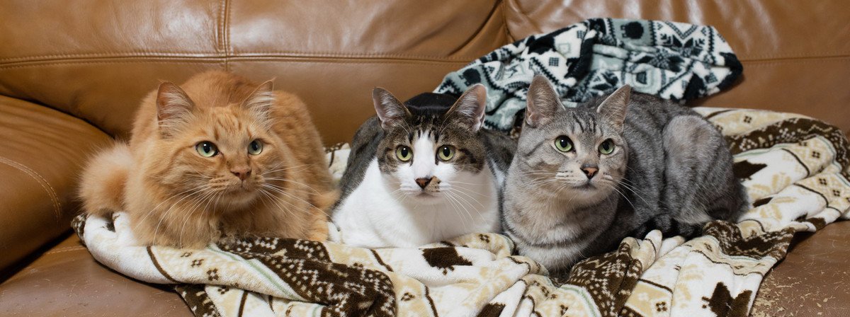 ソファの上の3匹の猫