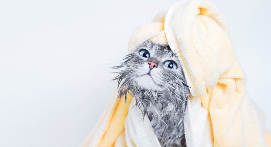 タオルを被った猫