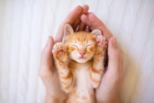 手の中で眠る子猫