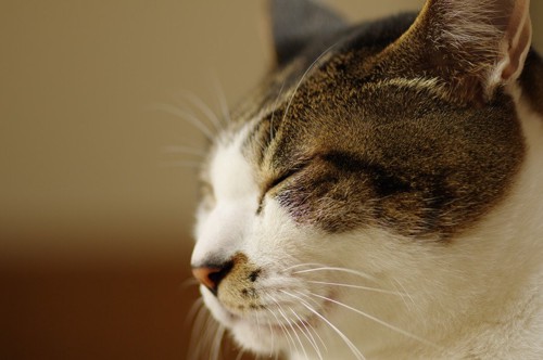 目を閉じた猫の横顔のアップ