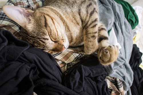 積み重ねた衣類の上の猫