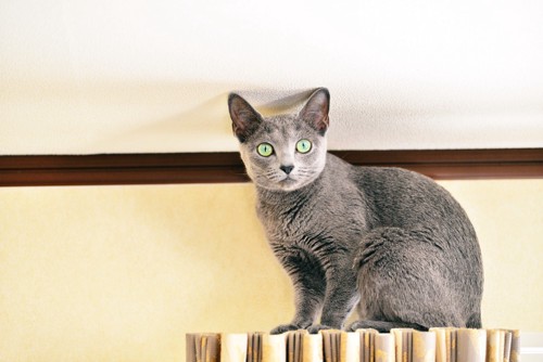 カーテンの上にいる猫