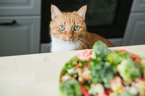テーブルの上のサラダを見つめる猫