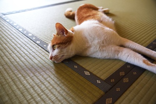 畳の上で寝る猫