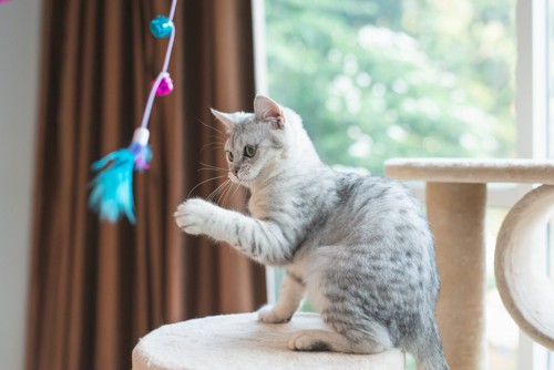 立っておもちゃを捕まえる猫