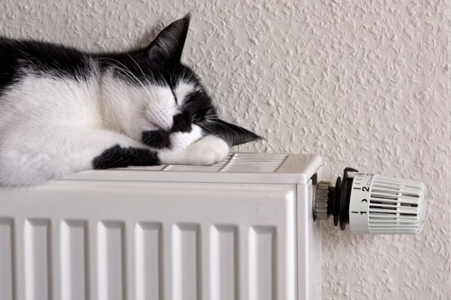 暖房の上で眠る猫