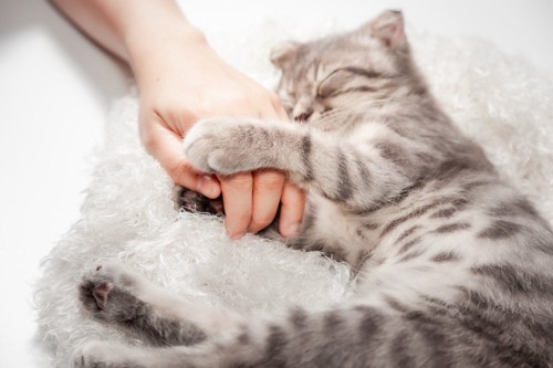 飼い主さんの手に抱き着いて眠る猫