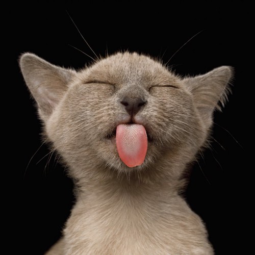 目を閉じて舌を出している猫