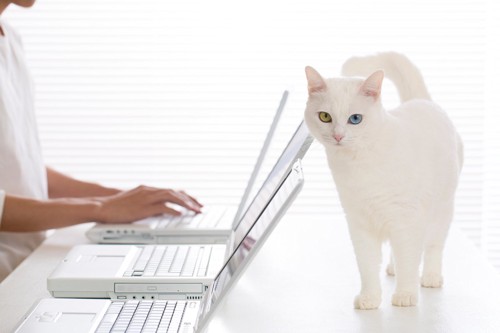 パソコンの後ろを歩く白猫