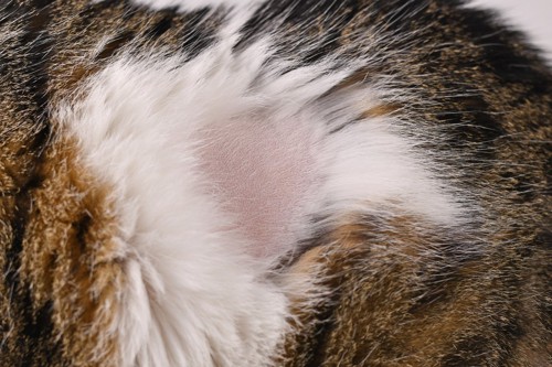 脱毛する猫の皮膚