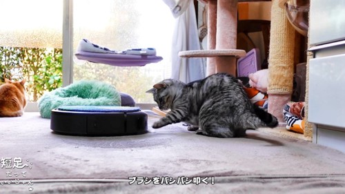 ロボット掃除機を叩く猫