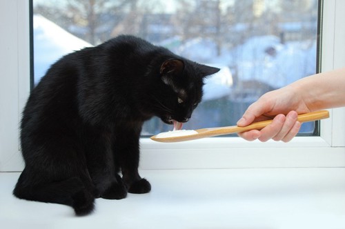 253637754／Black cat sitting on the window eating sour cream from a wooden spoon. Close-up.