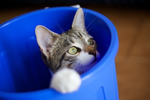 青いゴミ箱から顔を覗かせる猫