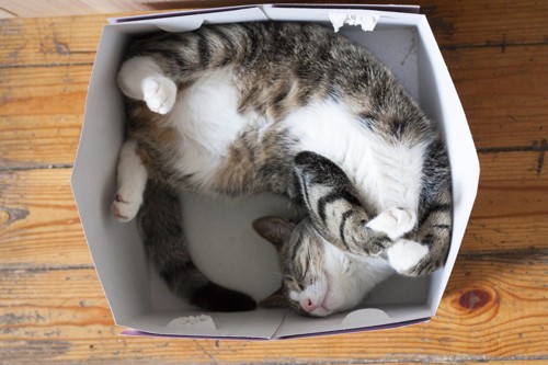 箱の中で寝る猫