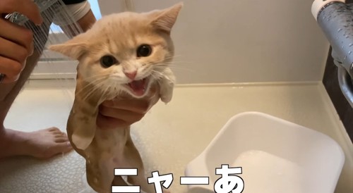 お風呂場の猫