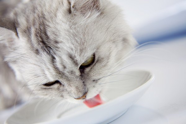 お皿に入ったミルクを飲む猫