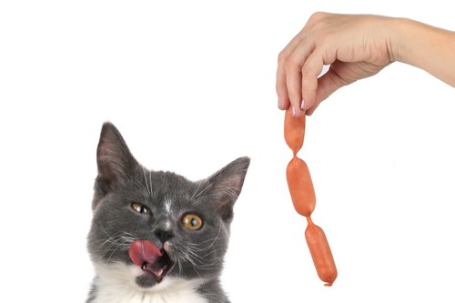 人が持つソーセージを見て舌なめずりをする猫